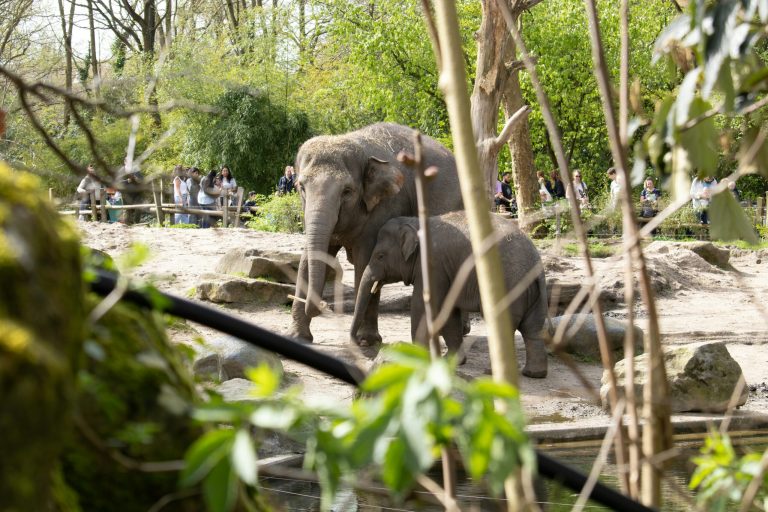 Dreamnight at the Zoo: het was weer een feest
